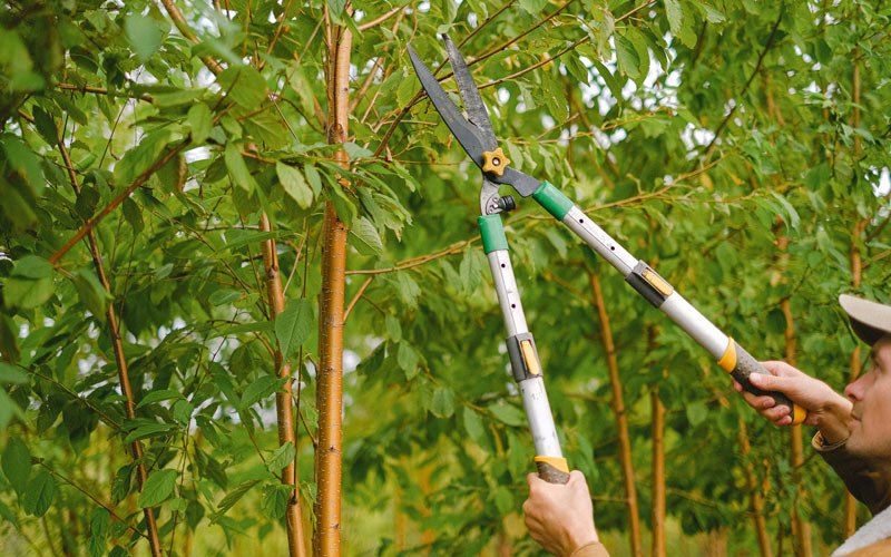 Tree trimming in Ahoskie, NC